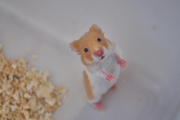 金絲熊和倉鼠的區(qū)別是什么 金絲熊和倉鼠哪個好養(yǎng)