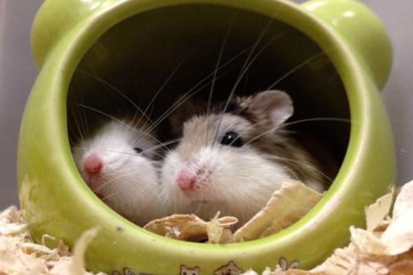 倉(cāng)鼠市場(chǎng)價(jià)格多少錢一只 倉(cāng)鼠的壽命有多長(zhǎng)
