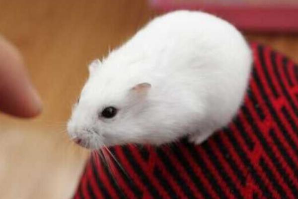 倉鼠市場價格多少錢一只 倉鼠的壽命有多長