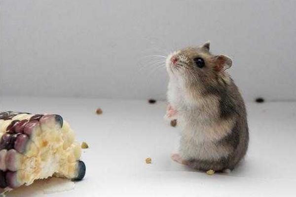 倉鼠市場價格多少錢一只 倉鼠的壽命有多長