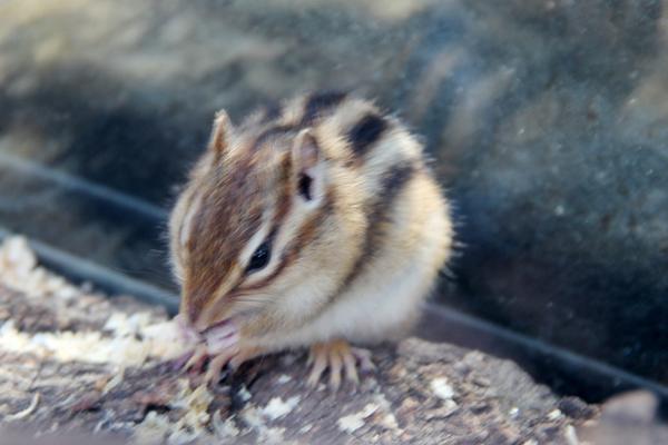 倉鼠市場價格多少錢一只 倉鼠的壽命有多長