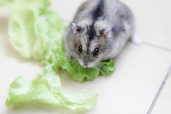 倉鼠市場價格多少錢一只 倉鼠的壽命有多長