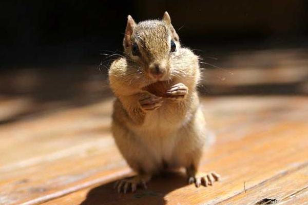 倉鼠市場價格多少錢一只 倉鼠的壽命有多長