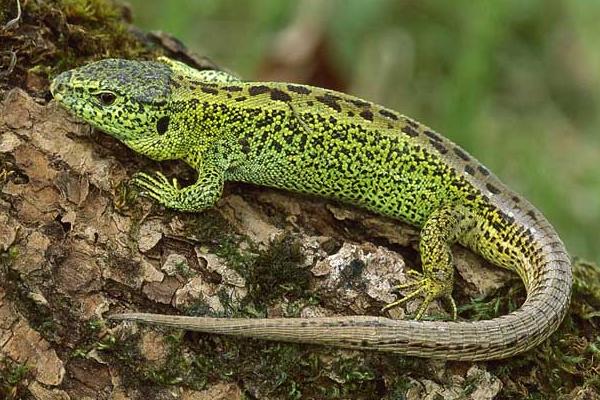 鬃獅蜥蜴市場價格多少錢一只 蜥蜴有毒嗎