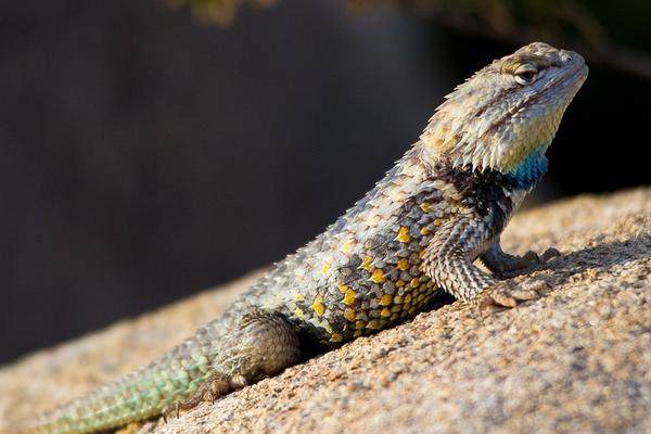 變色龍和蜥蜴的區(qū)別是什么 蜥蜴是變色龍嗎