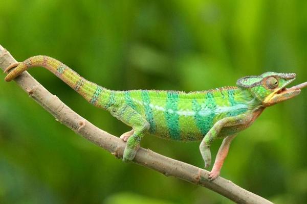 變色龍和蜥蜴的區別是什么 蜥蜴是變色龍嗎