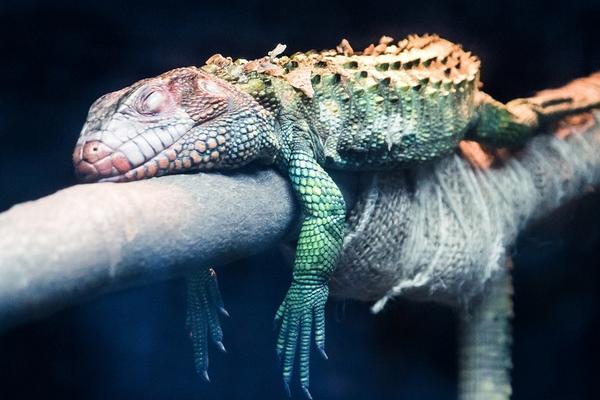 變色龍和蜥蜴的區別是什么 蜥蜴是變色龍嗎