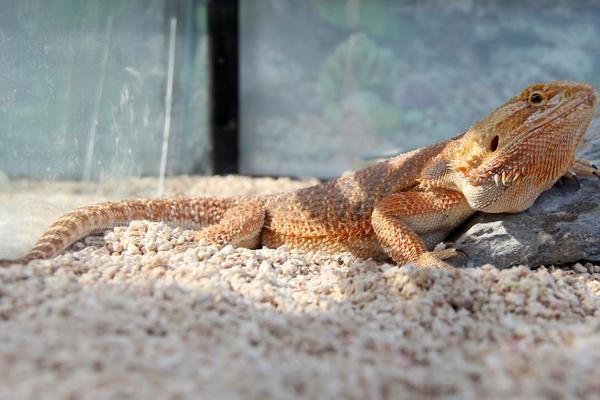 變色龍和蜥蜴的區別是什么 蜥蜴是變色龍嗎