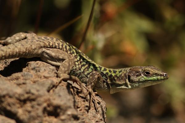 變色龍和蜥蜴的區別是什么 蜥蜴是變色龍嗎