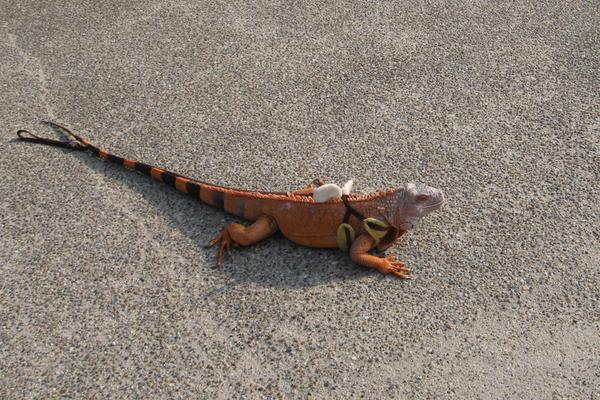 變色龍和蜥蜴的區別是什么 蜥蜴是變色龍嗎