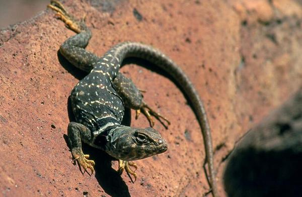 變色龍和蜥蜴的區別是什么 蜥蜴是變色龍嗎