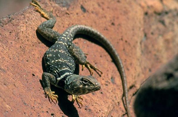 蜥蜴認主人嗎 蜥蜴咬人嗎