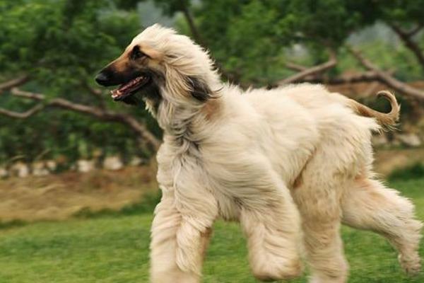 阿富汗獵犬市場價格多少錢一只 阿富汗獵犬智商排名多少