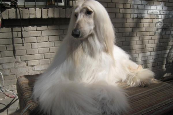 阿富汗獵犬市場價格多少錢一只 阿富汗獵犬智商排名多少