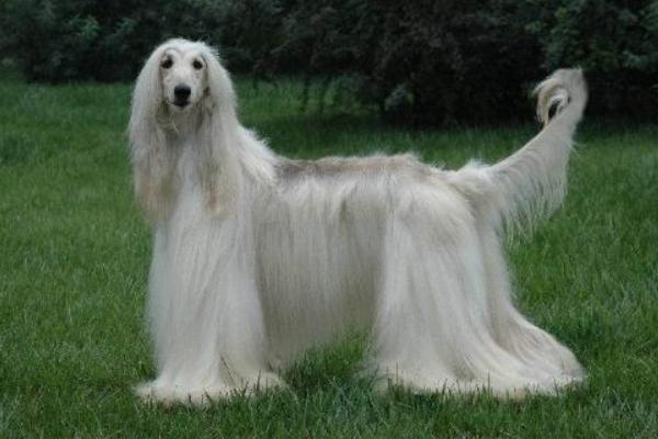 阿富汗獵犬市場價格多少錢一只 阿富汗獵犬智商排名多少