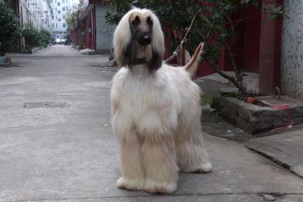 阿富汗獵犬市場價格多少錢一只 阿富汗獵犬智商排名多少