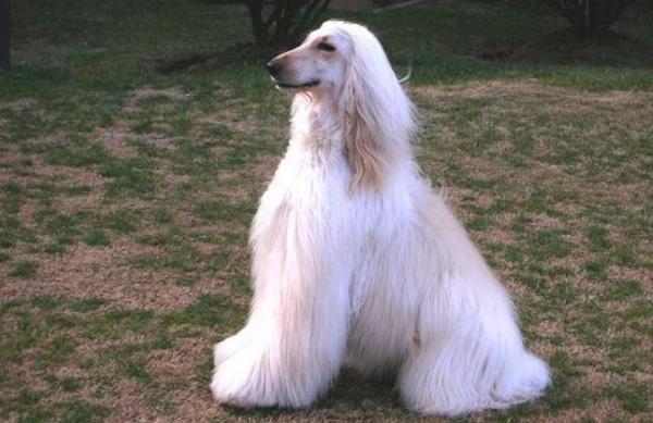 阿富汗獵犬市場價格多少錢一只 阿富汗獵犬智商排名多少