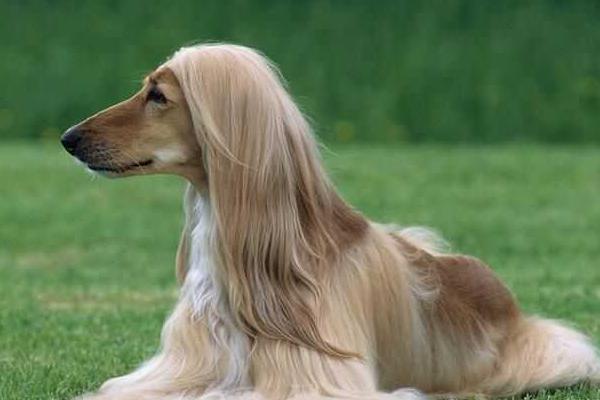 阿富汗獵犬市場價格多少錢一只 阿富汗獵犬智商排名多少