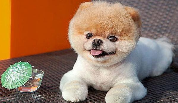 俊介犬市場價格多少錢一只 俊介是什么品種