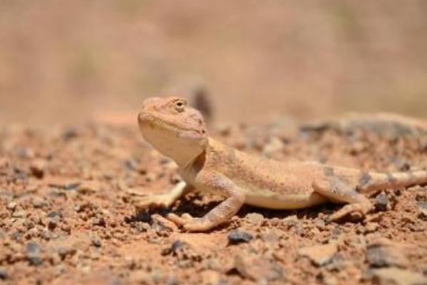 蜥蜴認主人嗎 蜥蜴咬人嗎