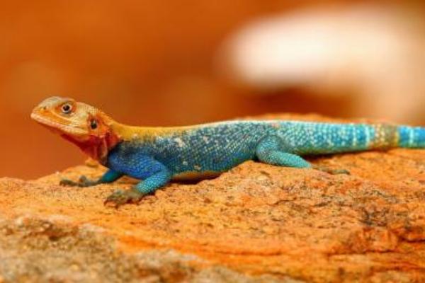 蜥蜴認主人嗎 蜥蜴咬人嗎