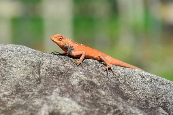 蜥蜴認主人嗎 蜥蜴咬人嗎