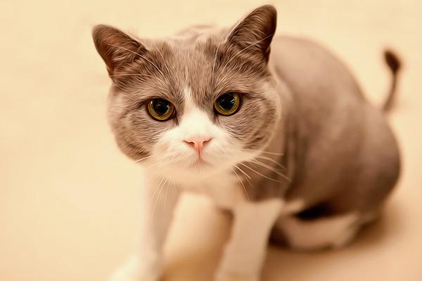 蜥蜴認主人嗎 蜥蜴咬人嗎