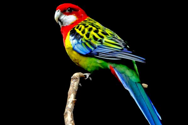 蜥蜴認主人嗎 蜥蜴咬人嗎