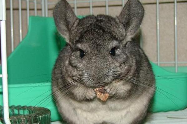 蜥蜴認主人嗎 蜥蜴咬人嗎