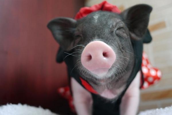 蜥蜴認主人嗎 蜥蜴咬人嗎