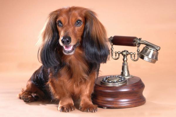 蜥蜴認主人嗎 蜥蜴咬人嗎