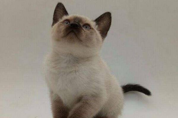 暹羅貓好養(yǎng)嗎 新手養(yǎng)暹羅貓基礎知識