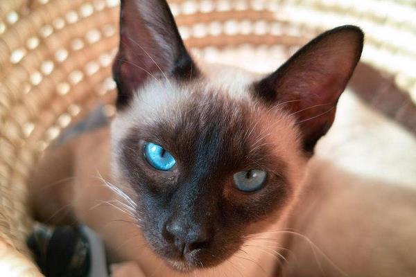 暹羅貓好養嗎 新手養暹羅貓基礎知識