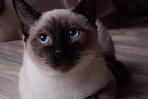 暹羅貓好養嗎 新手養暹羅貓基礎知識