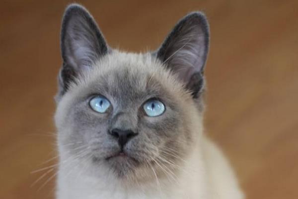 暹羅貓好養嗎 新手養暹羅貓基礎知識