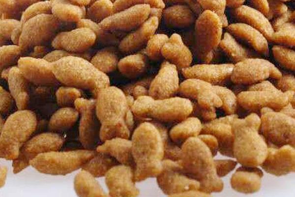 暹羅貓好養嗎 新手養暹羅貓基礎知識