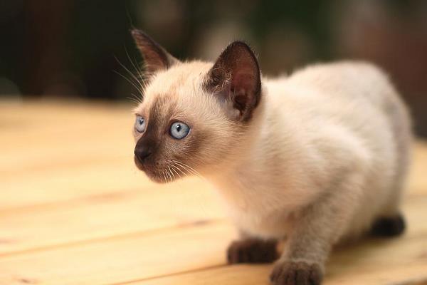 暹羅貓好養嗎 新手養暹羅貓基礎知識