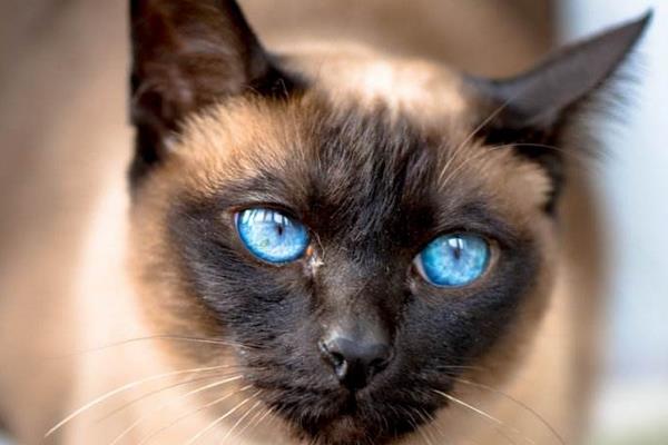 暹羅貓能單獨放家里嗎 暹羅貓優(yōu)點和缺點