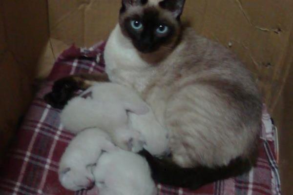 暹羅貓能單獨放家里嗎 暹羅貓優(yōu)點和缺點