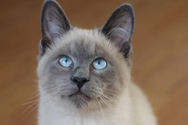 暹羅貓能單獨放家里嗎 暹羅貓優(yōu)點和缺點