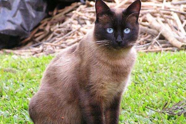 暹羅貓能和人睡覺嗎 暹羅貓智商是人的幾歲