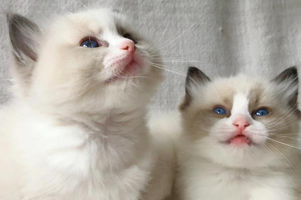 養(yǎng)布偶貓一個(gè)月的花費(fèi)是多少 上班族適合養(yǎng)布偶貓嗎