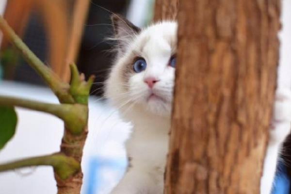 養(yǎng)布偶貓一個(gè)月的花費(fèi)是多少 上班族適合養(yǎng)布偶貓嗎