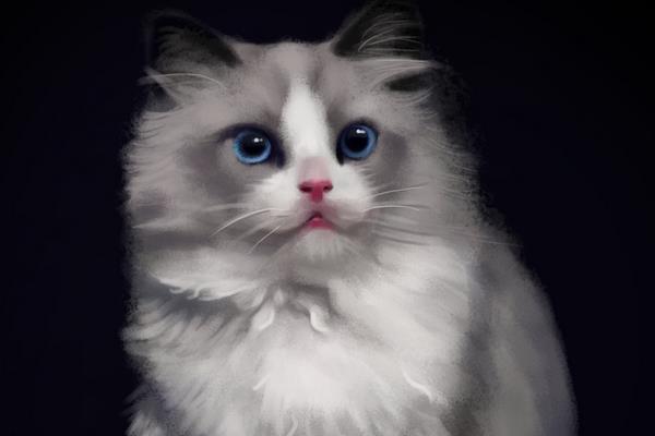 養(yǎng)布偶貓一個(gè)月的花費(fèi)是多少 上班族適合養(yǎng)布偶貓嗎