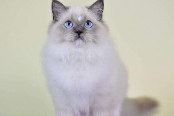 養(yǎng)布偶貓一個(gè)月的花費(fèi)是多少 上班族適合養(yǎng)布偶貓嗎