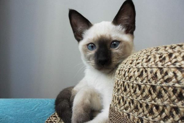 暹羅貓市場價格多少錢一只 暹羅貓為什么這么便宜