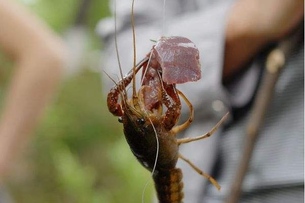 什么季節(jié)釣龍蝦 釣龍蝦技巧 為什么土豆可以釣龍蝦