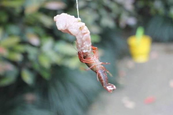 什么季節釣龍蝦 釣龍蝦技巧 為什么土豆可以釣龍蝦