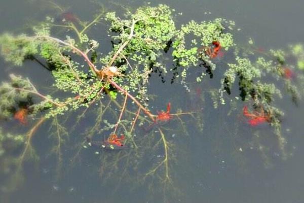 什么季節釣龍蝦 釣龍蝦技巧 為什么土豆可以釣龍蝦