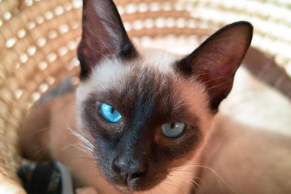 暹羅貓市場價格多少錢一只 暹羅貓為什么這么便宜